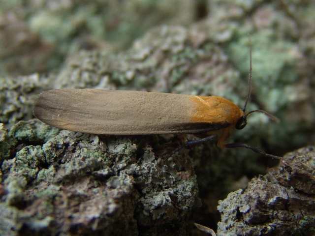 De Viervlakvlinder, een vrij groot beertje, zeldzame trekvlinder, in 2006 op diverse plaatsen in ons land waargenomen.